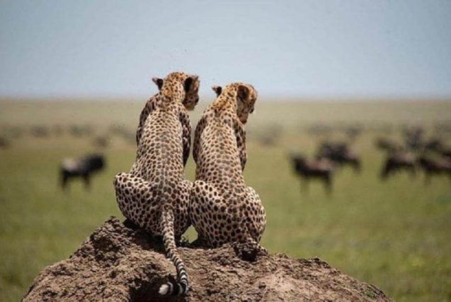 4-Day Tour Tarangire, Serengeti and Ngorongoro Crater