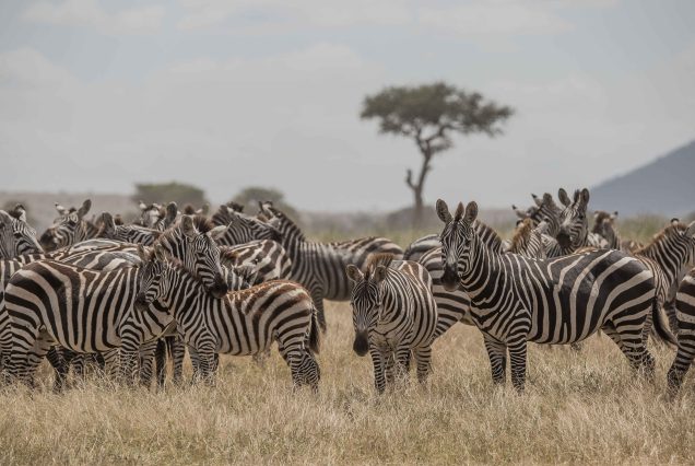 2-Day to Tarangire & Ngorongoro from Zanzibar