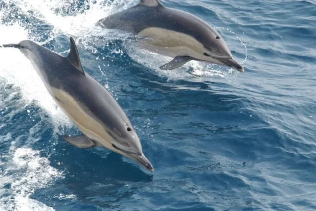 Kizimkazi Dolphin Tour, Turtle Cave, Maluum Cave & Rock  Restaurant